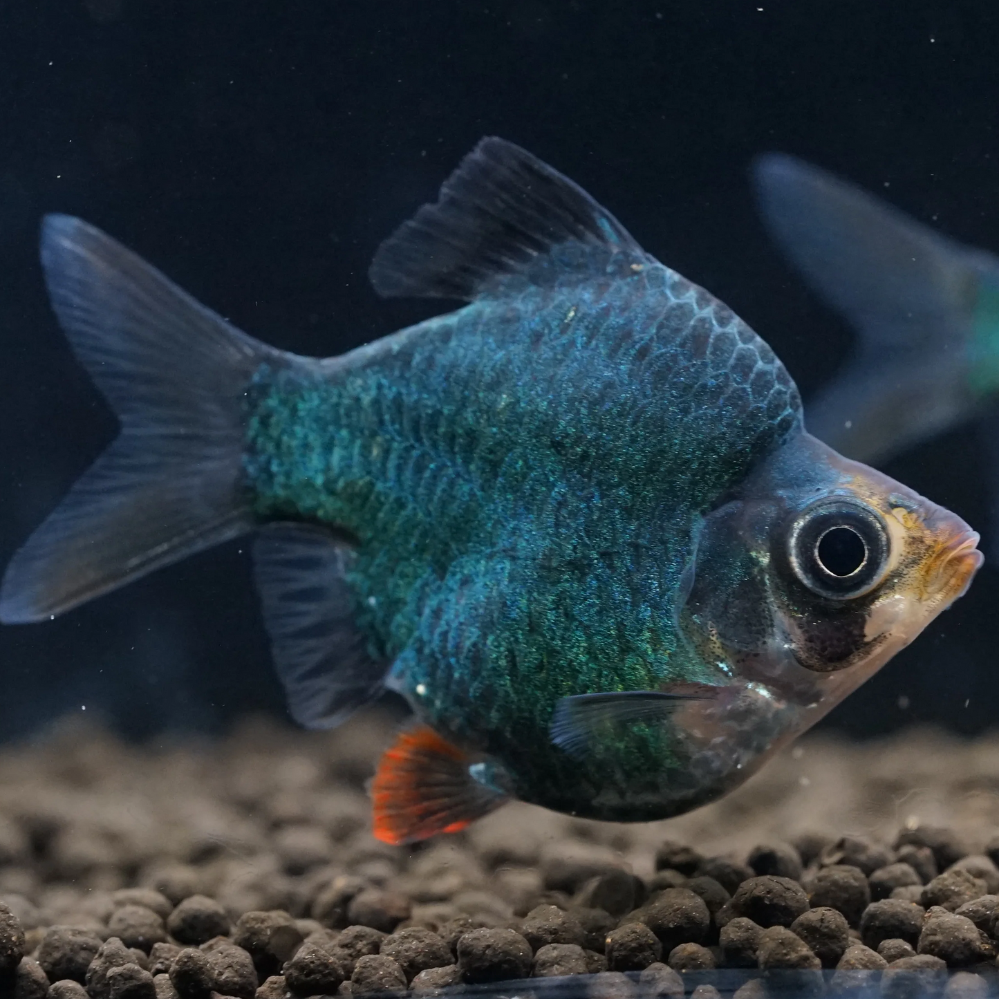 Balloon green tiger barb