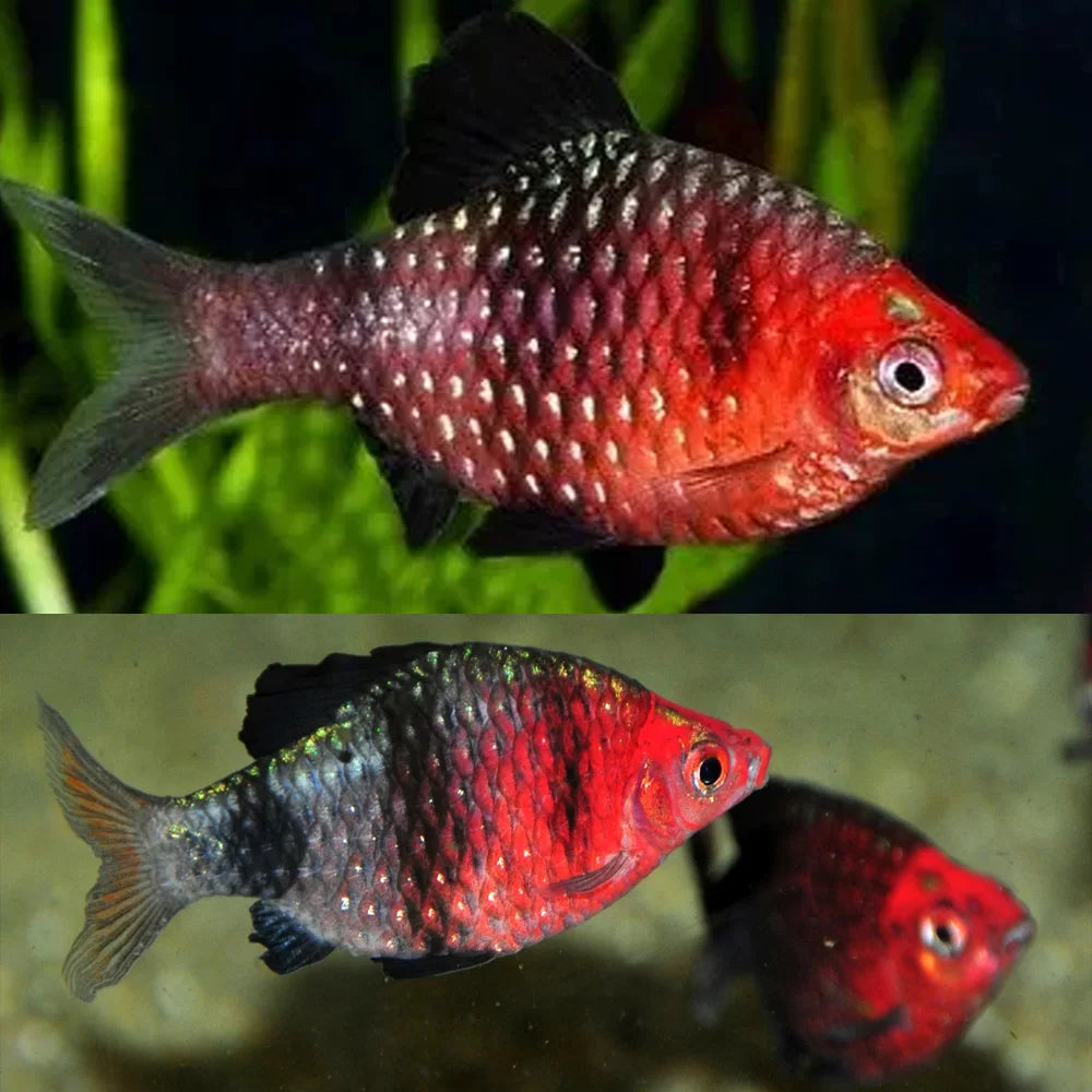 black ruby barb aquarium fish