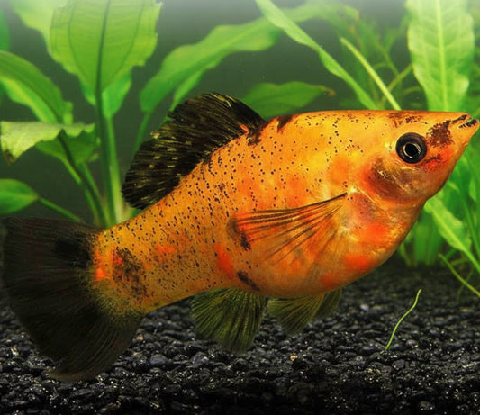 black and orange molly
