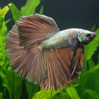 black copper dragon male betta halfmoon