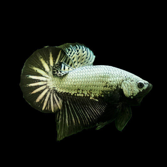 Black dragon plakat male betta