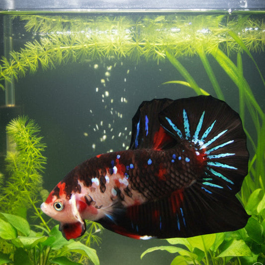 black koi galaxy plakat male betta