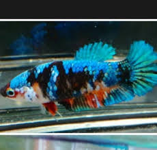 black koi halfmoon female betta