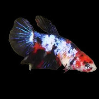 black koi halfmoon female betta fish