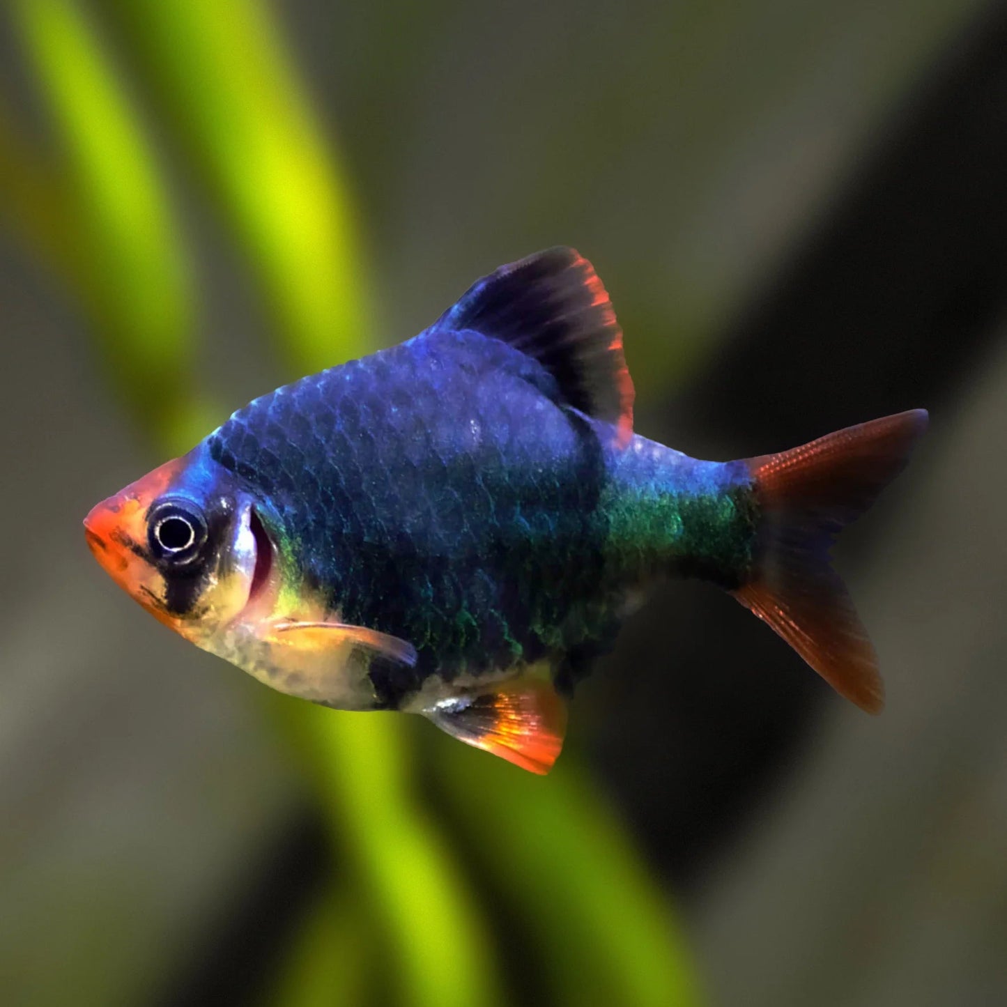 blueberry tiger barb 