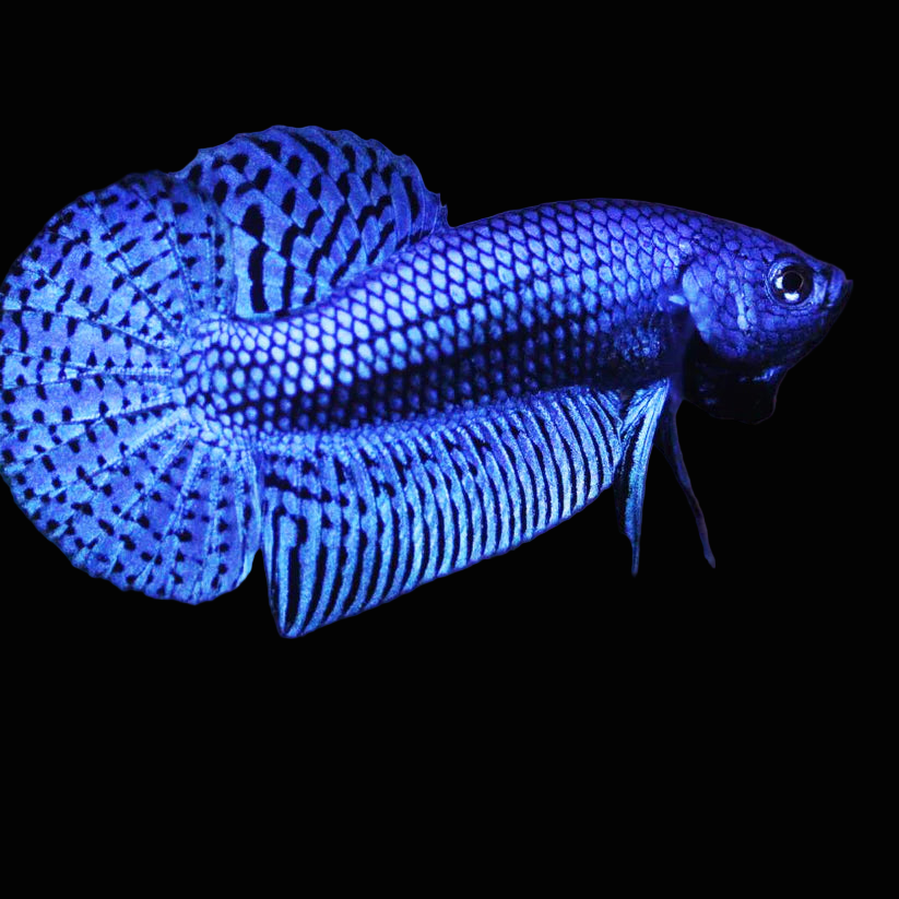 blue alien wild male betta