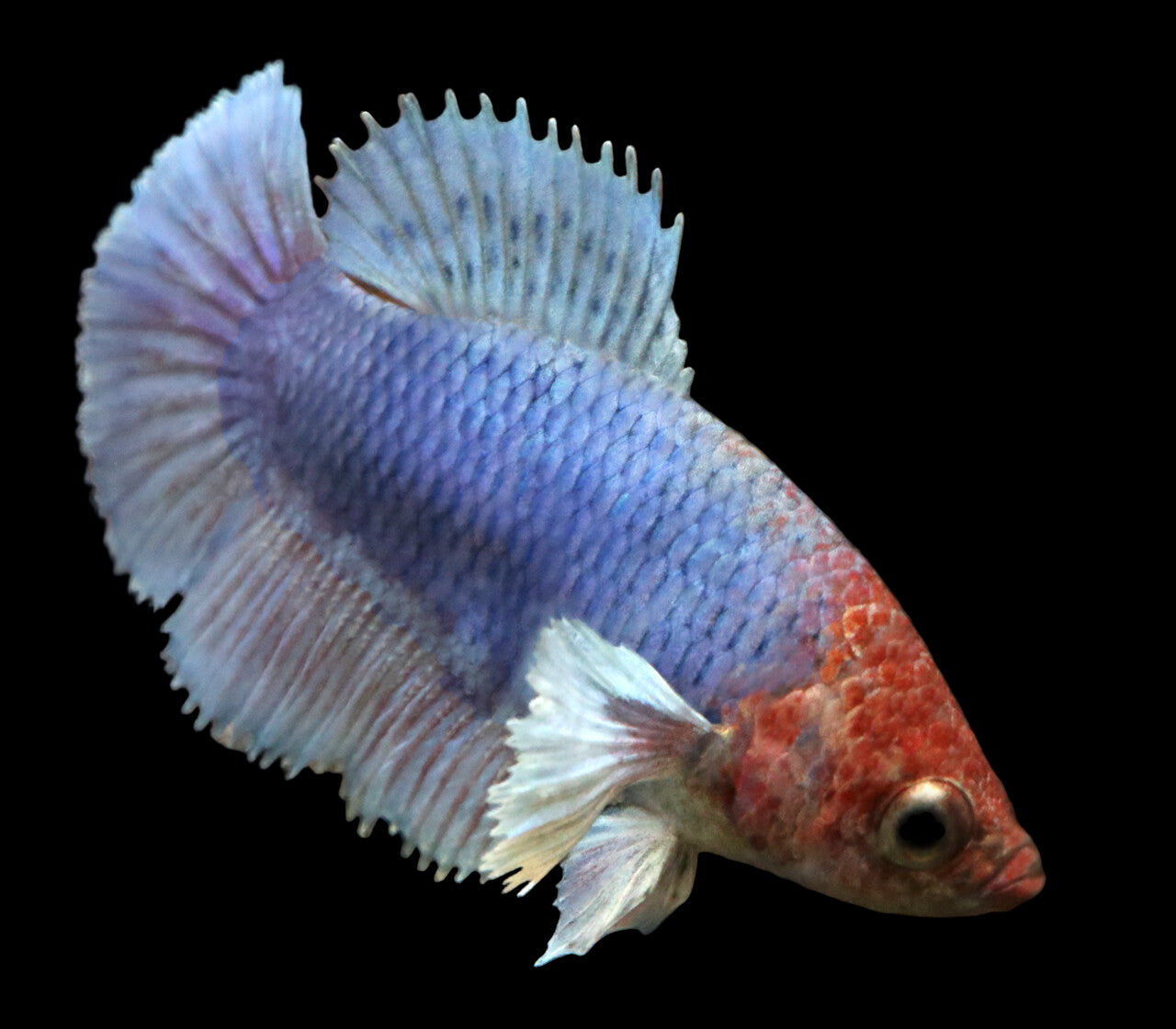 blue dumbo ear halfmoon female betta