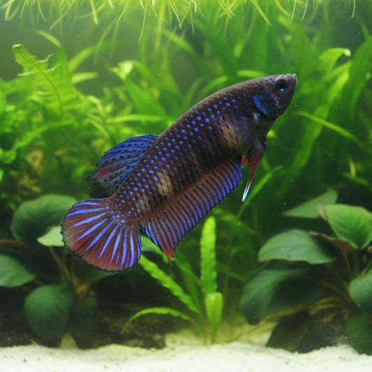 blue imbellis red tail wild female betta