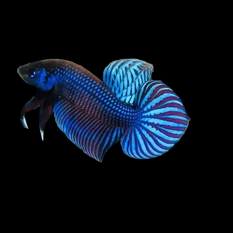 blue mahachai wild male betta