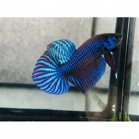 blue mahachai wild  male betta