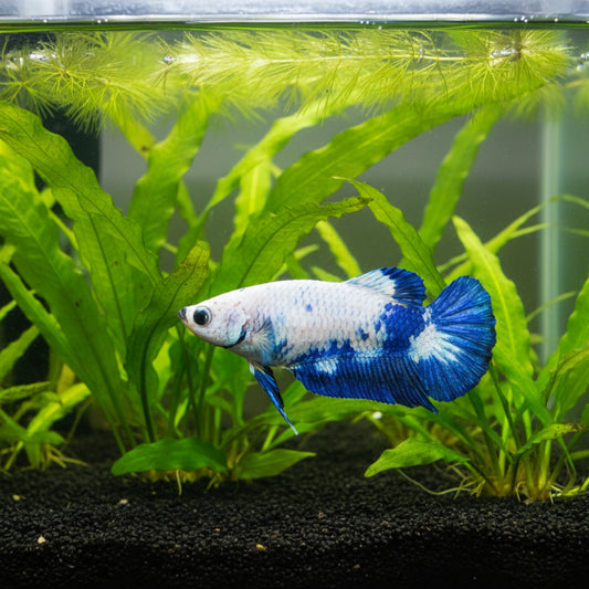 blue marble female betta