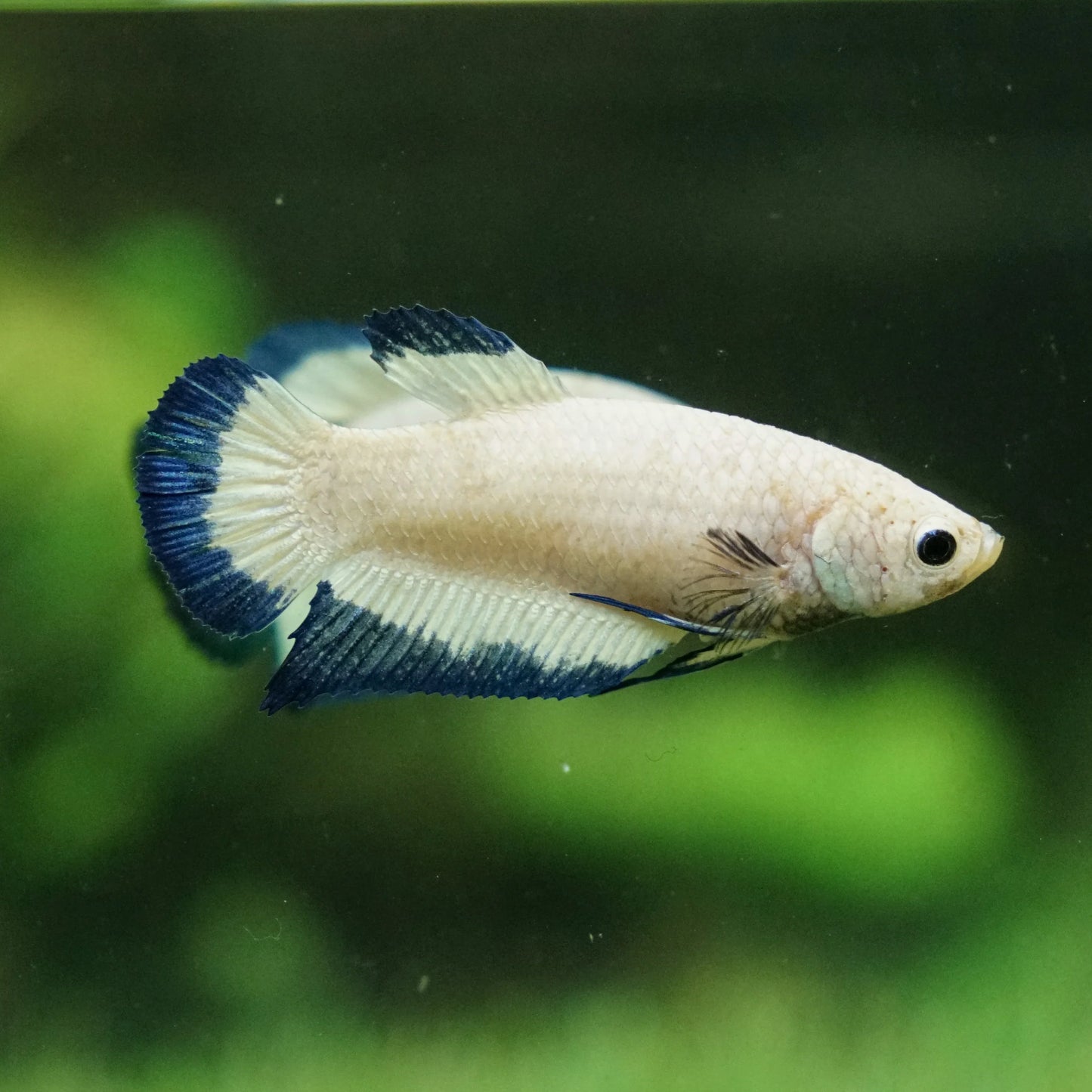 blue rim female betta plakat