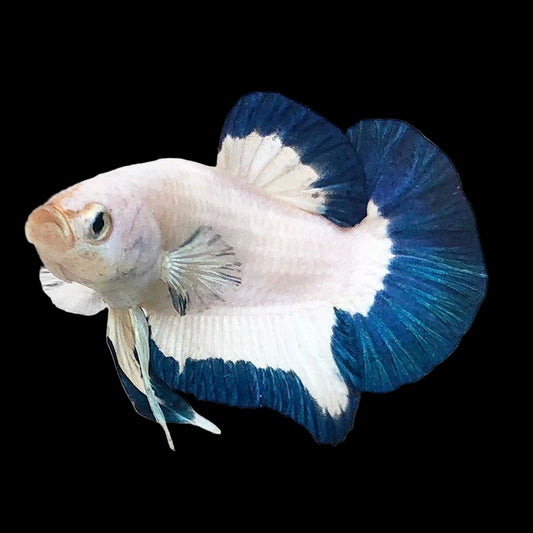 blue rim male betta plakat