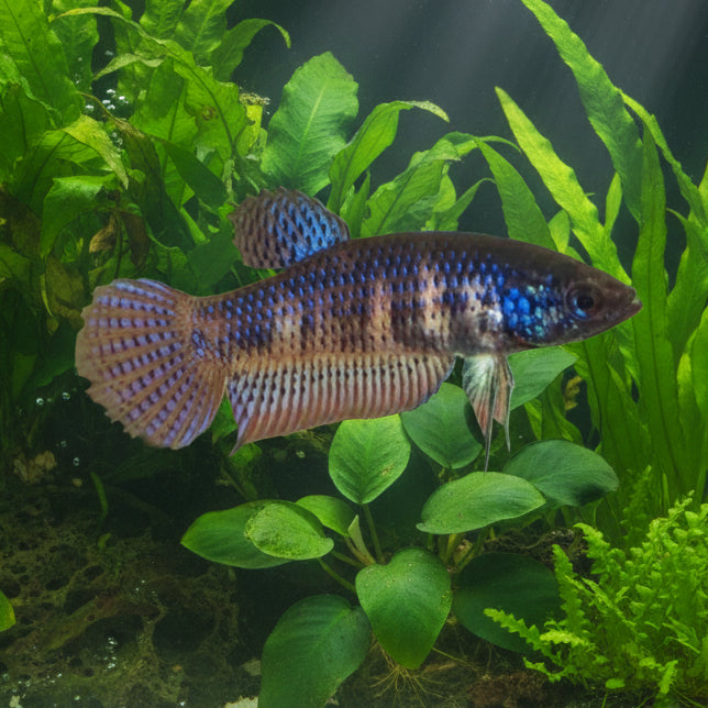 blue smaragdina wild female betta