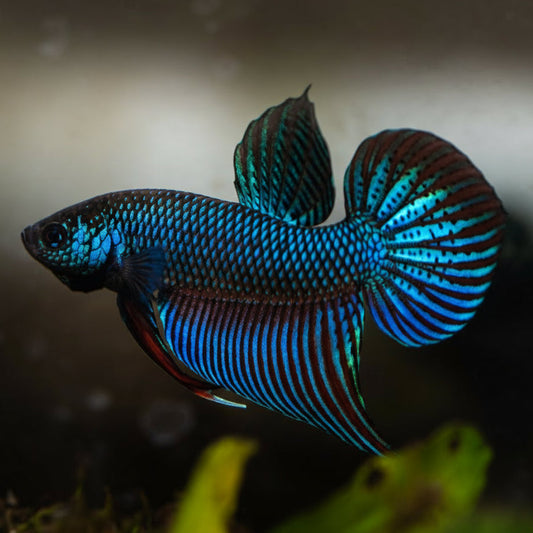 blue smaragdina wild male betta