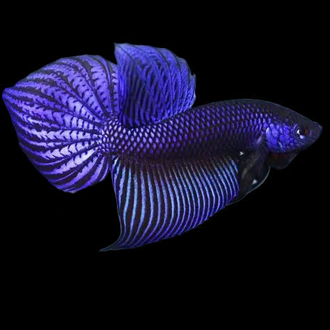 blue smaragdina wild male betta