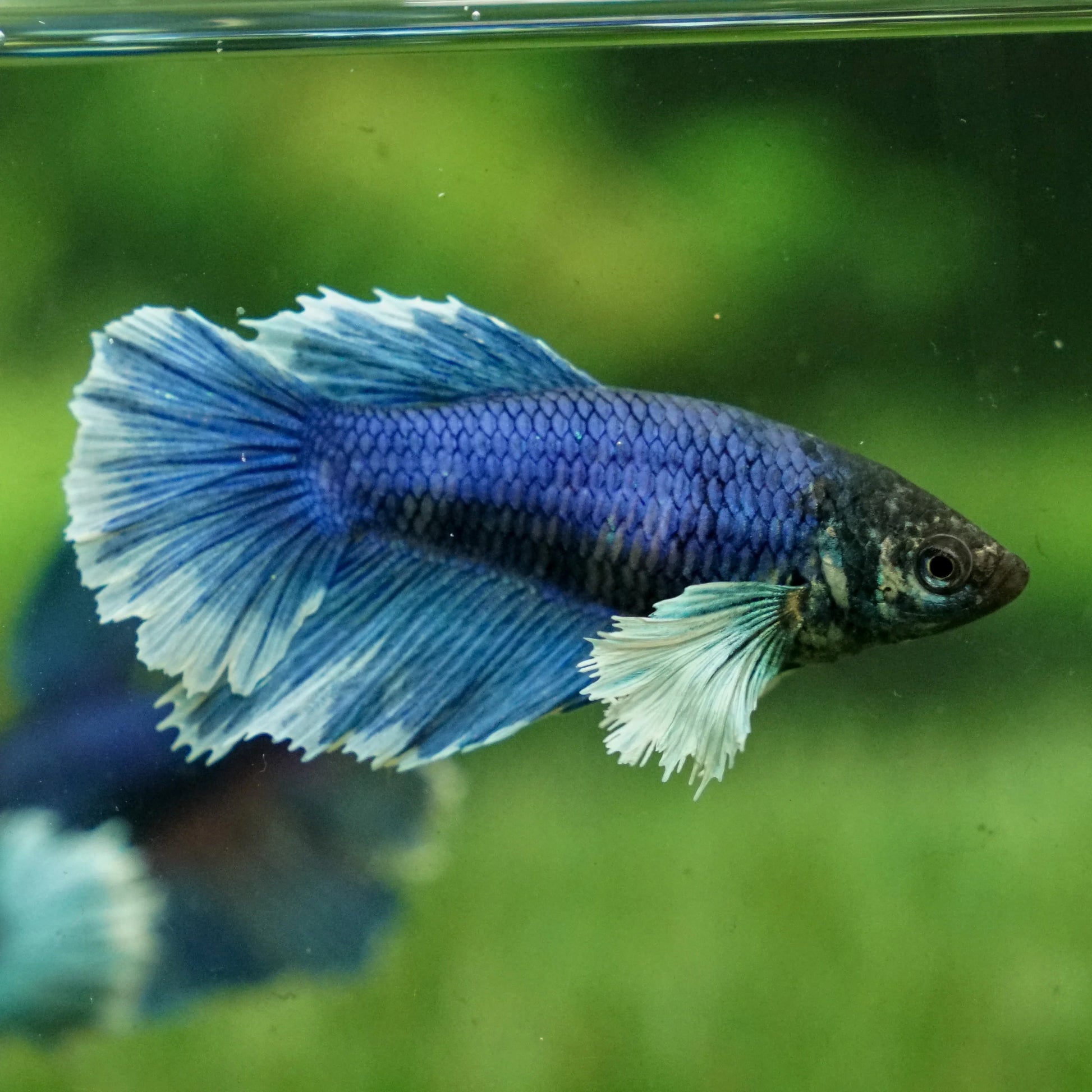 blue tone dumbo ear plakat female betta