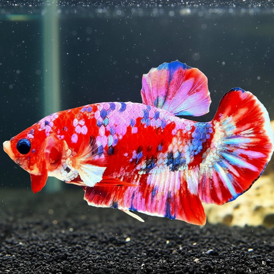 candy koi female betta plakat