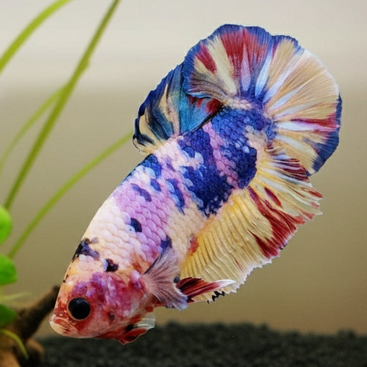 candy koi male plakat betta