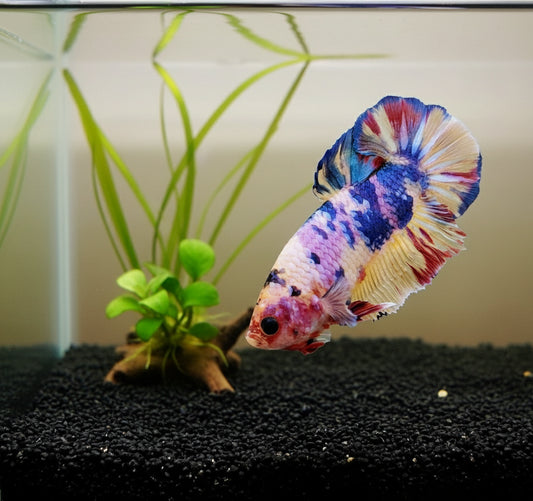 candy koi plakat male betta