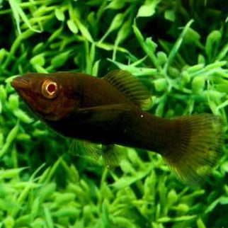 chocolate chip molly 