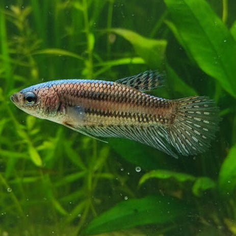 copper alien wild female betta