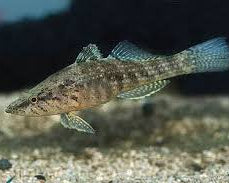 crazy goby rare tropical aquarium fish