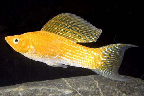 creamsicle lyretail sailfin molly