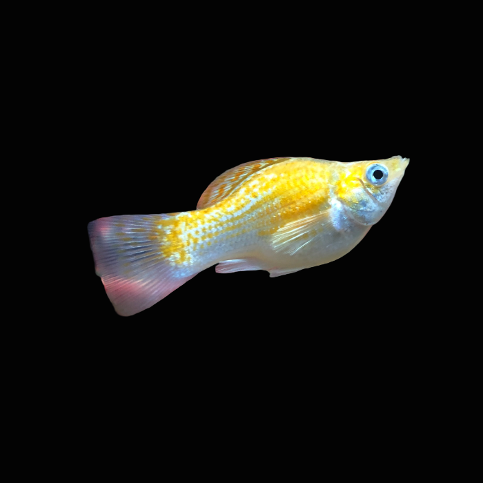 creamsicle male