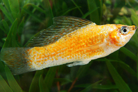 creamsicle sailfin male molly