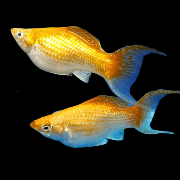 creamsicle lyretail balloon molly