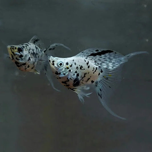 dalmatian lyretail sailfin molly pair