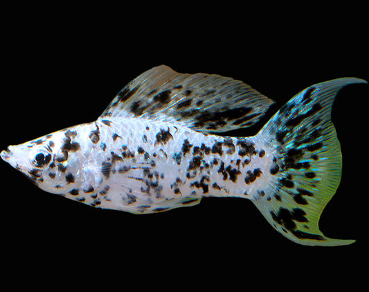 dalmatian lyretail sailfin molly