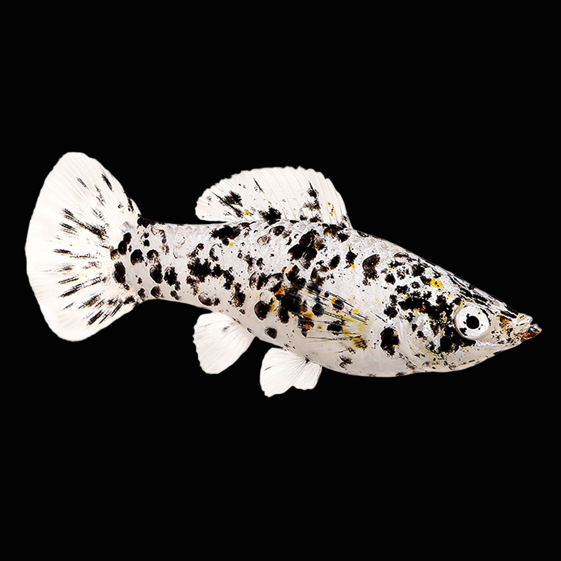 dalmatian molly