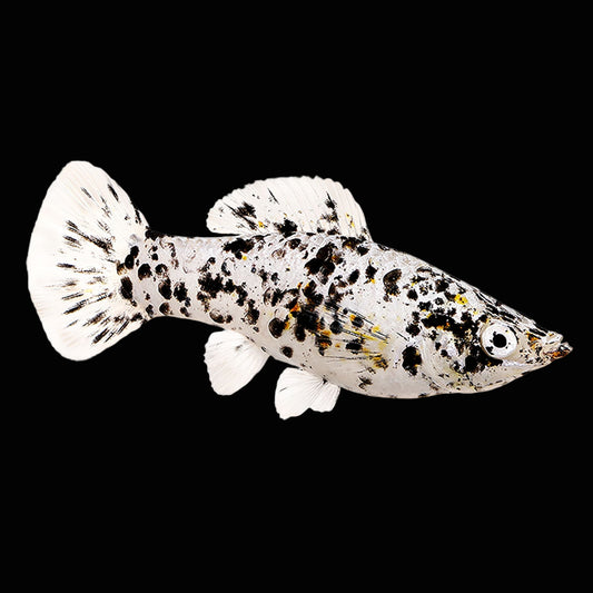 dalmatian molly