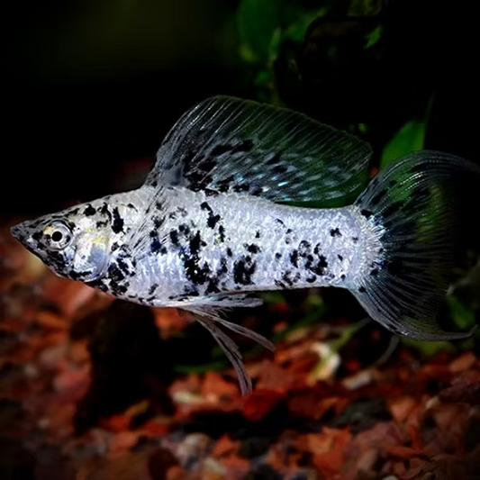 MOLLIES - DALMATIAN SAILFIN PAIRS