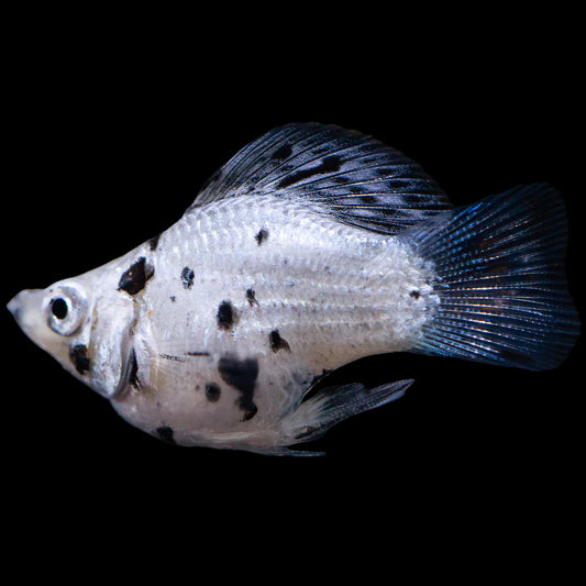 dalmatian balloon molly