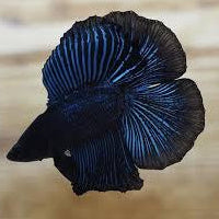 dark tone double tail male betta