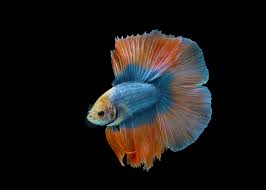 double tail male betta light tone