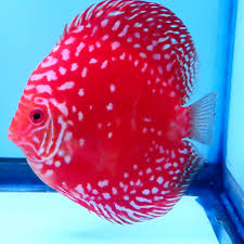 Discus - W.F. MARLBORO