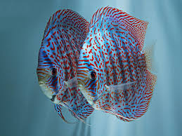 Discus - LEOPARD SPOT 'A' DISCUS