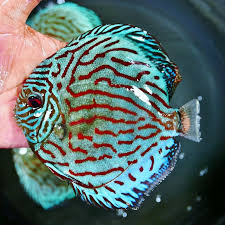 Discus - BRILLIANT