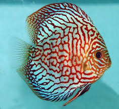 Discus - RED CARNATION