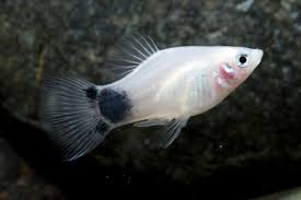 PLATIES - WHITE CRESCENT PLATY