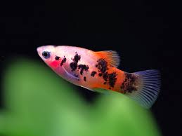 PLATIES - CRYSTAL TUXEDO PLATY