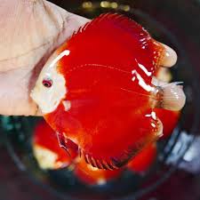 Discus - RED DISCUS