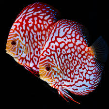 Discus - CHECKERBOARD