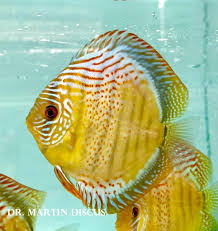 Discus - SPOTTED GREEN