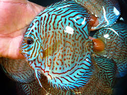 Discus - NEON TURQUOISES