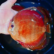 Discus - VIRGIN RED